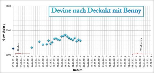 Ultraschallbild