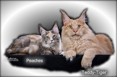 Teddy-Tiger + Peaches