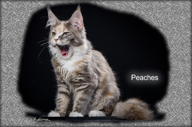 Peaches