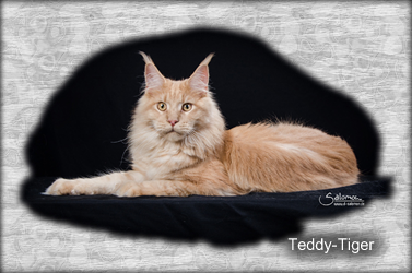 Teddy-Tiger