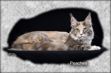 Peaches