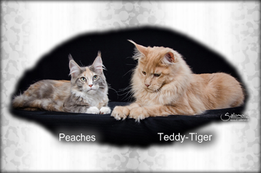 Teddy-Tiger + Peaches