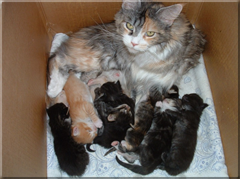 American Woodcats Joyline mit 8 Kitten
