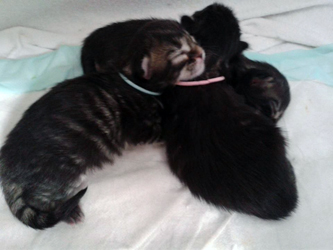 3 Babys