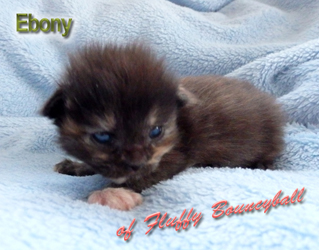 Ebony