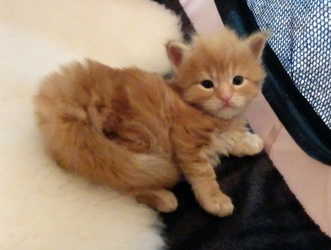 Elvis