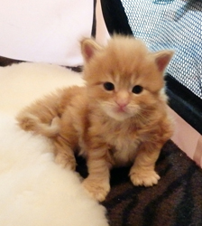 Elvis