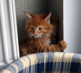 Elvis