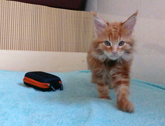 Elvis