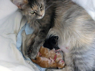 Evi-Erna mit ihren 3 Babys