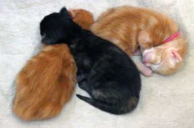 3 Babys