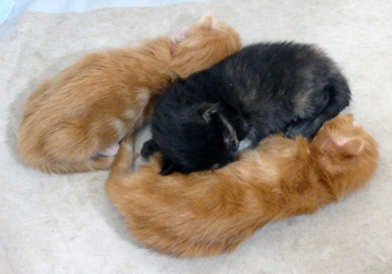 3 Babys