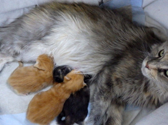 Evi-Erna mit ihren 3 Babys