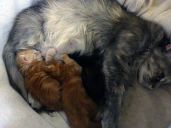 Evi-Erna mit ihren 3 Babys