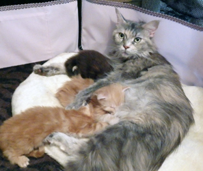 Evi-Erna mit ihren 3 Babys