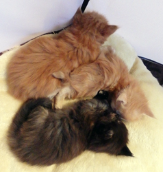 3 Babys