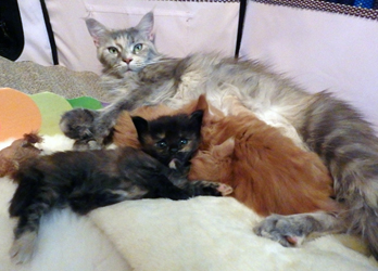 Evi-Erna mit ihren 3 Babys