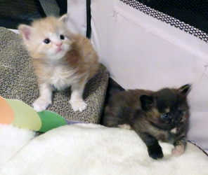 Ella + Ebony