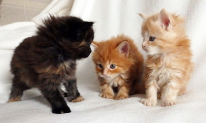 3 Babys