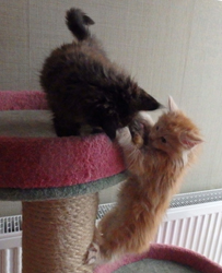 Ella + Ebony