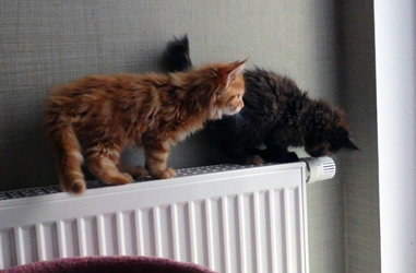 Ebony + Elvis