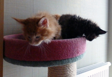 Ebony + Elvis