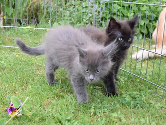 Gina-Marie und Graf George
