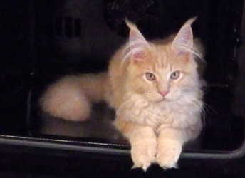 Teddy-Tiger
