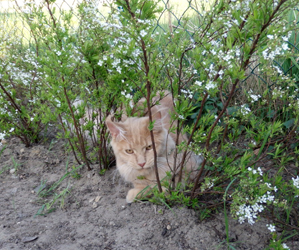 Teddy-Tiger