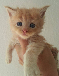 Teddy-Tiger