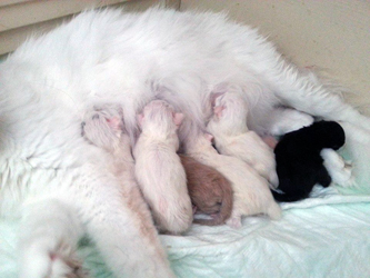 Mama mit alles Babys