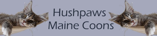 Hushpaws Maine Coon
